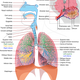 Illustration for article titled Penyakit Paru Paru Akibat Merokok